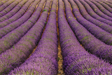 Fototapeta na wymiar Fragment of a lavender field with picturesque bushes of lavender. France. Provence. Plateau Valensole.