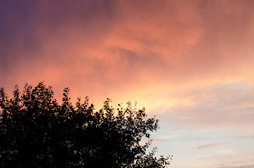 Dark silhouette of a tree crown on a pink dramatic clouds