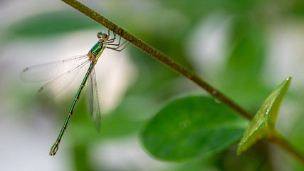 A dragonfly resting on a branch with its wings spread apart