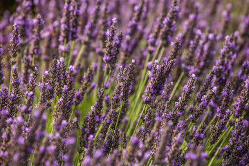 Lavender flowers on a lavender field. Close-up. France. Provence. Plateau Valensole.
