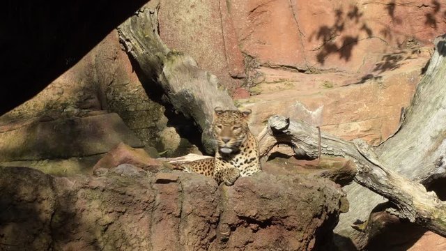 Sri Lankan leopard sunbathing - Panthera pardus kotiya