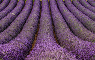 Naklejka na ściany i meble Fragment of a lavender field with picturesque bushes of lavender. France. Provence. Plateau Valensole.