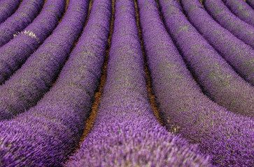 Obraz na płótnie Canvas Fragment of a lavender field with picturesque bushes of lavender. France. Provence. Plateau Valensole.