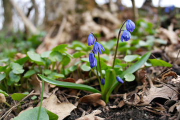 Delicate bright blue first spring flowers in an April park.