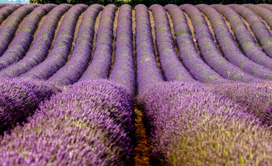 Naklejka premium Fragment of a lavender field with picturesque bushes of lavender. France. Provence. Plateau Valensole.
