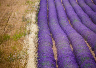 Naklejka na ściany i meble Picturesque lavender field and oat field. France. Provence. Plateau Valensole.