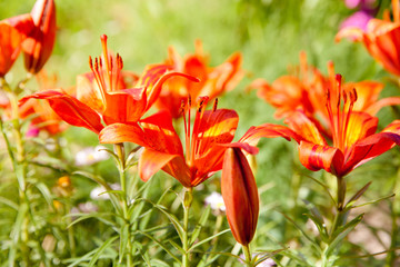 Red lilies in the garden. Beautiful hemerocallis.