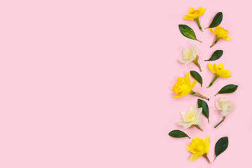 Spring composition made with daffodil flowers and leaves on pink background