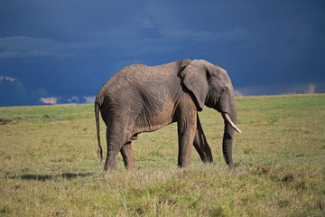 The African elephant, Loxodonta, Maasai Mara National Reserve, Kenya