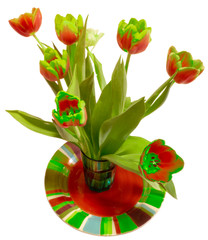 tulips on white backround