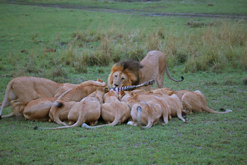Pride of lions feasting on Zebra kill, Maasai Mara National Reserve, Kenya