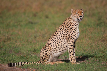 Cheetah, Acinonyx jubatus jubatus looking at camera, Maasai Mara National Reserve, Kenya