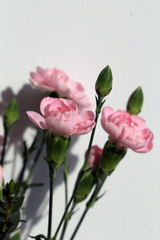 Super cute, light color flower bouquets including baby pink and white dianthus flowers with white chrysanthemum flowers, and some other white flowers. Photographed with a white wall on the background.