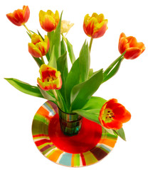 tulips on white backround