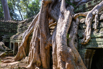 Ta Prohm temple at Angkor Wat complex, Siem Reap, Cambodia