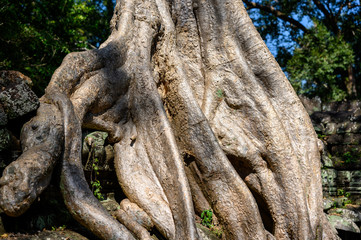 Ta Prohm temple at Angkor Wat complex, Siem Reap, Cambodia