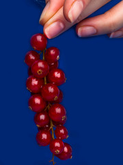 woman hand holding bunch of ripe red currant ,rich in vitamin A C E, Healthy food. Summer berries on trendy blue background