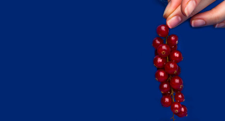 woman hand holding bunch of ripe red currant ,rich in vitamin A C E, Healthy food. Summer berries on trendy blue background