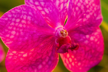 Orchidee