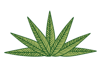 植物のイラスト：葉っぱ、葉脈、原始的なイメージ