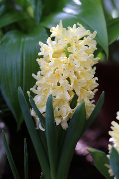 Blooming yellow ”City of Haarlem” hyacinth flowers with plenty of green leaves. Beautiful early spring flowers used to celebrate Easter. Closeup color image taken in an indoor garden. Bright colors.