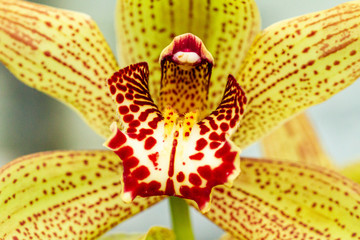 Orchidee