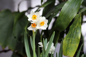 White and yellow bicolored blooming narcissus / daffodils flowers with green leaves. Perfect flowers for celebrating Easter and enjoying early spring. Closeup color image photographed in indoor garden