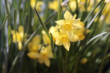 Yellow blooming narcissus / daffodils flowers with green leaves during a sunny day. Perfect flowers for celebrating Easter and enjoying early spring. Happy, bright yellow color. Closeup color image.