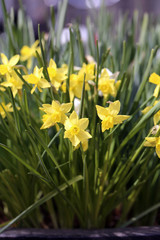 Yellow blooming narcissus / daffodils flowers with green leaves during a sunny day. Perfect flowers for celebrating Easter and enjoying early spring. Happy, bright yellow color. Closeup color image.
