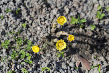 Coltsfoot (tussilago farfara) flowers photographed in southern Finland during early spring. Cute and small yellow flowers with brown / green ground of the background. Sunny spring day. Color photo.