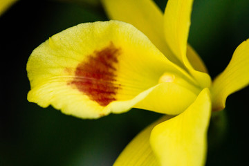 Orchidee