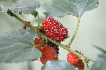 Mulberry fruit (Morus sp.) from Central of Thailand