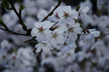 桜