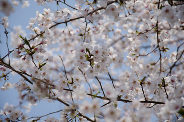 桜