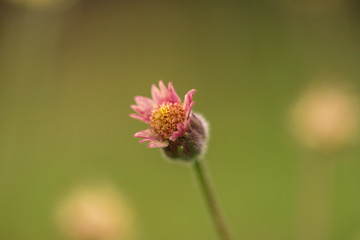 pink tiny flower