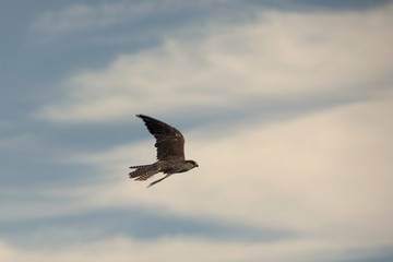 Falke im Flug