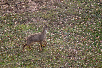 The Himalayan goral, Naemorhedus goral. Listed as Near Threatened on the IUCN Red List , Chopta, Garhwal, Uttarakhand, india