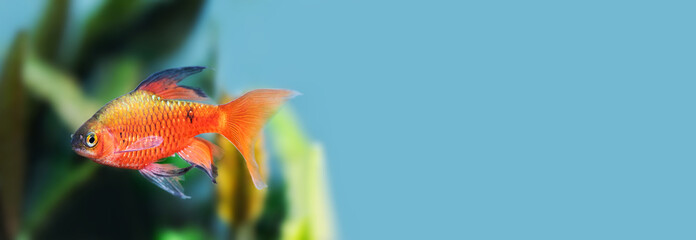 Gold color fish longtail barb Pethia Conchonius macro view. Tropical aquarium tank with dark green aquarium plants on blue background. Macro view, shallow depth of field, copy space.