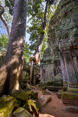 Naklejka na ściany i meble Ta Prohm temple at Angkor Wat complex, Siem Reap, Cambodia