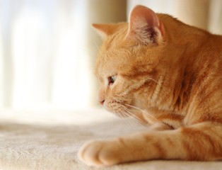 キャットタワーでくつろぐ猫横顔アメリカンショートヘアー