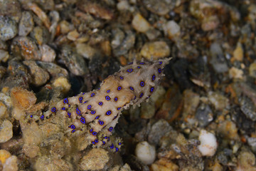The Deadly Blue Ringed Octopus, Romblon Philippines