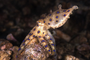 Obraz na płótnie Canvas The Deadly Blue Ringed Octopus, Romblon Philippines
