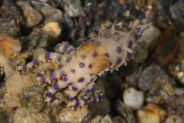 The Deadly Blue Ringed Octopus, Romblon Philippines