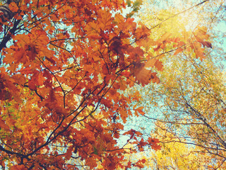 autumn background forest with oak trees and sunny beams