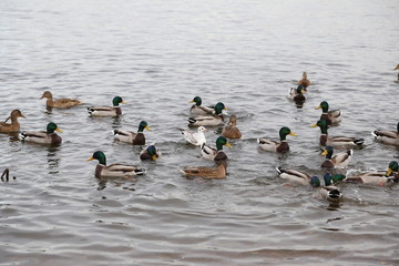 Ducks in the water near the shore