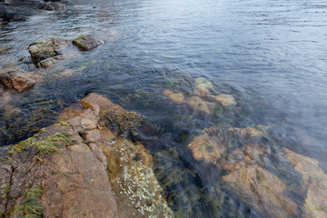 Fototapeta na wymiar Meeresalgen unter der Wasseroberfläche, Südküste Norwegen