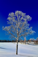 白樺の樹氷