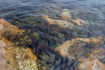 Meeresalgen unter der Wasseroberfläche, Südküste Norwegen