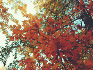 autumn background forest with oak trees and sunny beams