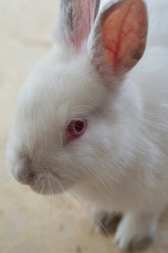 Coneja